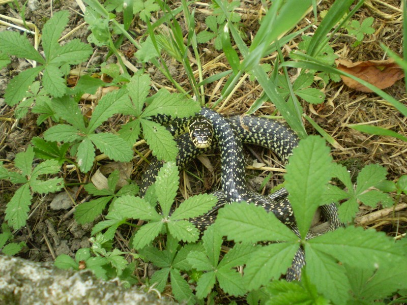 hierophis viridiflavus ... anch''io!